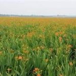 射干的禁忌 射干的禁忌2021