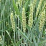 小麦怎么做好吃 小麦怎么吃大全2021