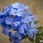 蓝雪花怎么修剪？可以试试这几种修剪方式 修剪得好，花开得越多