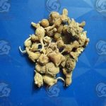 珠子参的功效与作用及禁忌 珠子参禁忌2021