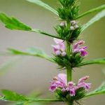 益母草怎么使用 益母草的食用方法