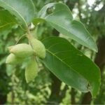 诃子的副作用和禁忌-诃子的禁忌