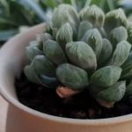 姬玉露怎么叶插？ 姬玉露叶插的方法介绍