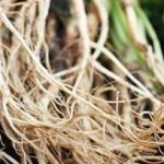 人参须泡水有什么功效 人参须的功效与作用及禁忌