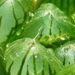 玉露有哪些品种？ 玉露品种介绍