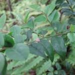 毛冬青的用量是多少 毛冬青的用量及功效与作用