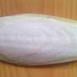 海螵蛸有什么作用-海螵蛸的功效与作用