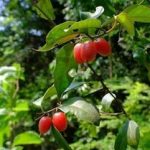 蔓胡颓子根的功效与作用 蔓胡颓子根的功效2021