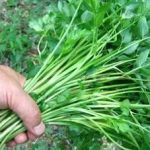 水芹菜怎么吃 水芹菜的三种做法