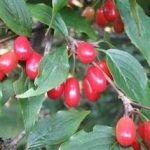 山茱萸有什么作用-山茱萸的功效与作用