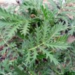 翻白草的用量是多少 翻白草的用法与用量