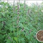茺蔚子的副作用及禁忌 茺蔚子的禁忌2021