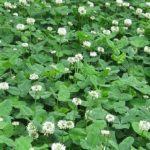 花卉养殖小课堂 白三草花语是什么？