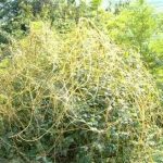 菟丝子泡水的功效 菟丝子的副作用