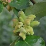 五倍子有什么功效 五倍子的功效与作用