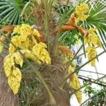 棕榈花的禁忌 棕榈花的禁忌2021