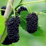 桑葚的功效和作用2021 桑葚的禁忌