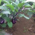 地茄子有什么作用 地茄子的功效与作用