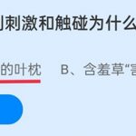 知羞草遇到刺激和触碰为什么能够自动合拢