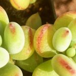 达摩福娘叶子一碰就掉怎么办？ 达摩福娘叶子一碰就掉的解决办法介绍