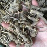 白牛胆的功效和作用 白牛胆的禁忌