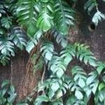 麒麟尾有什么作用 麒麟尾的功效与作用