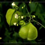 倒地铃有什么作用 倒地铃的功效与作用