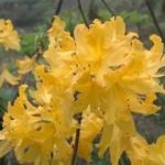 梦花根的功效与作用-梦花根药用价值