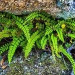 铁角凤尾草的功效与作用 铁角凤尾草的介绍