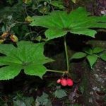 八角莲的功效与作用2021 八角莲具有哪些作用