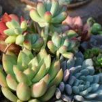 多肉被冻了能否缓过来？ 多肉营养土的配置方法分享