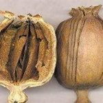 罂粟壳的功效和作用2021 罂粟壳的食用方法