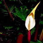 芋头花有什么作用和功效 芋头花的功效