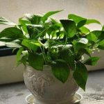 小叶绿萝怎么修剪？ 小叶绿萝修剪注意事项介绍