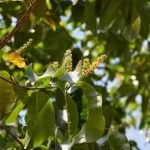 诃子的用量多少克-诃子的用量