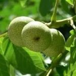 柑核有什么功效 柑核的功效与作用