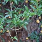 金樱子的功效和作用2021 金樱子的禁忌