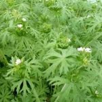 老鹳草的营养价值2021 老鹳草的用法用量