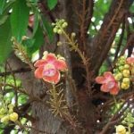 菩提树花有什么功效 菩提树花的功效与作用