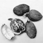 罂粟有什么作用 罂粟的功效与作用