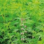 益母草对男人的功效 益母草的四大好处