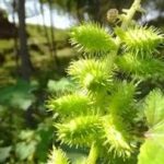 苍耳草的功效与作用 苍耳草有哪些功效