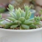 多肉发芽后小苗怎么养？ 多肉发芽后小苗的养护方法介绍