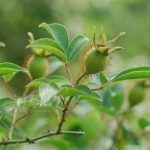 金樱子能提高性功能吗 金樱子的功效与作用