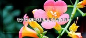 凌霄花的花期是从几月到几月？