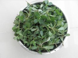 马蜂菜的功效与作用