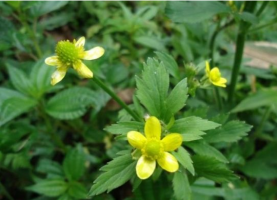 猫爪草的功效与作用-猫爪草