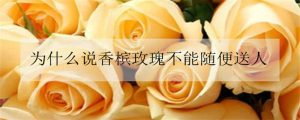 香槟玫瑰不能随便送人
