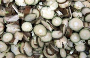 桑枝的功效与作用