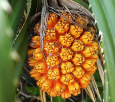 假菠萝的功效与作用及禁忌